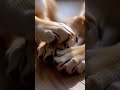 #dogfog