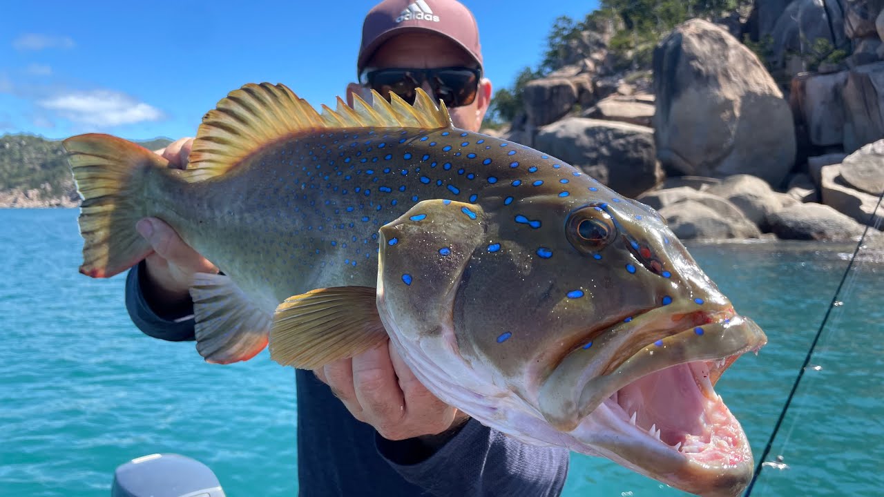 BIG CORAL TROUT l Fishing Island, Townsville YouTube