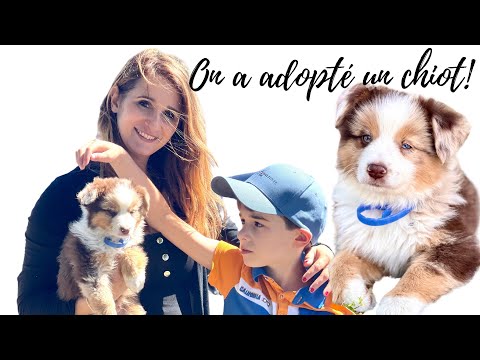 Vidéo: Pet Scoop: Une maman sauvée de Chihuahua adopte des chatons et une fille gagne le droit de garder son lapin