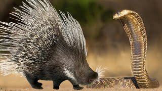 Vicious Hedgehog attacks a deadly Viper