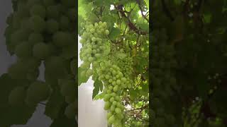 زراعة العنب share subscribe worldofagri عالم_الزراعة محمدعيد عالم_الزراعة_ببساطة farm shorts