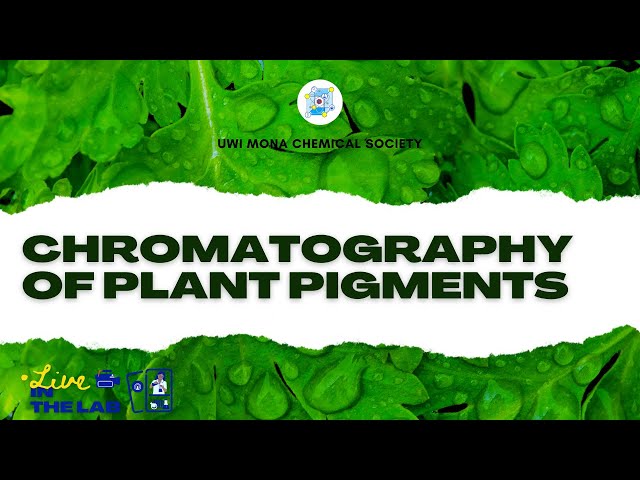 Chromatography of Plant Pigments | UWI Mona ChemSoc Meeting 4
