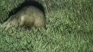 Djuma: White-tailed Mongoose and one youngster - 00:40 - 12/22/21