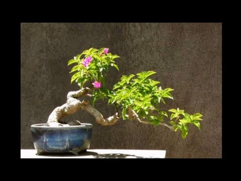 Video Cách trồng và tạo dáng cho cây hoa giấy giâm cành từ... - youtube