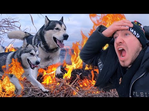Видео: Что сделали пожарные собаки?