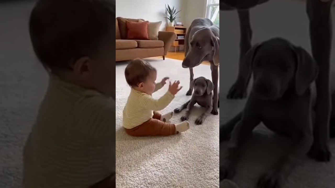 Dog vs Puppy Drama - Mom Dog Takes Charge 🐶👶🐕