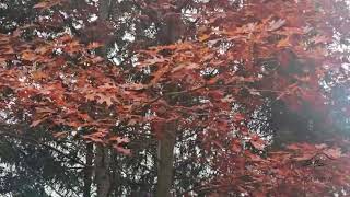 Quercus coccinea dub šarlatový