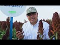 Advanta seeds mxico  tecnologa antipjaro