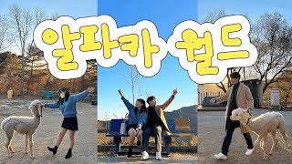 [vlog] 강원도 홍천 | 알파카월드🦙 | 알파카산책 | 먹이주기체험 | 사랑앵무🦜 | 2022.11.05  |