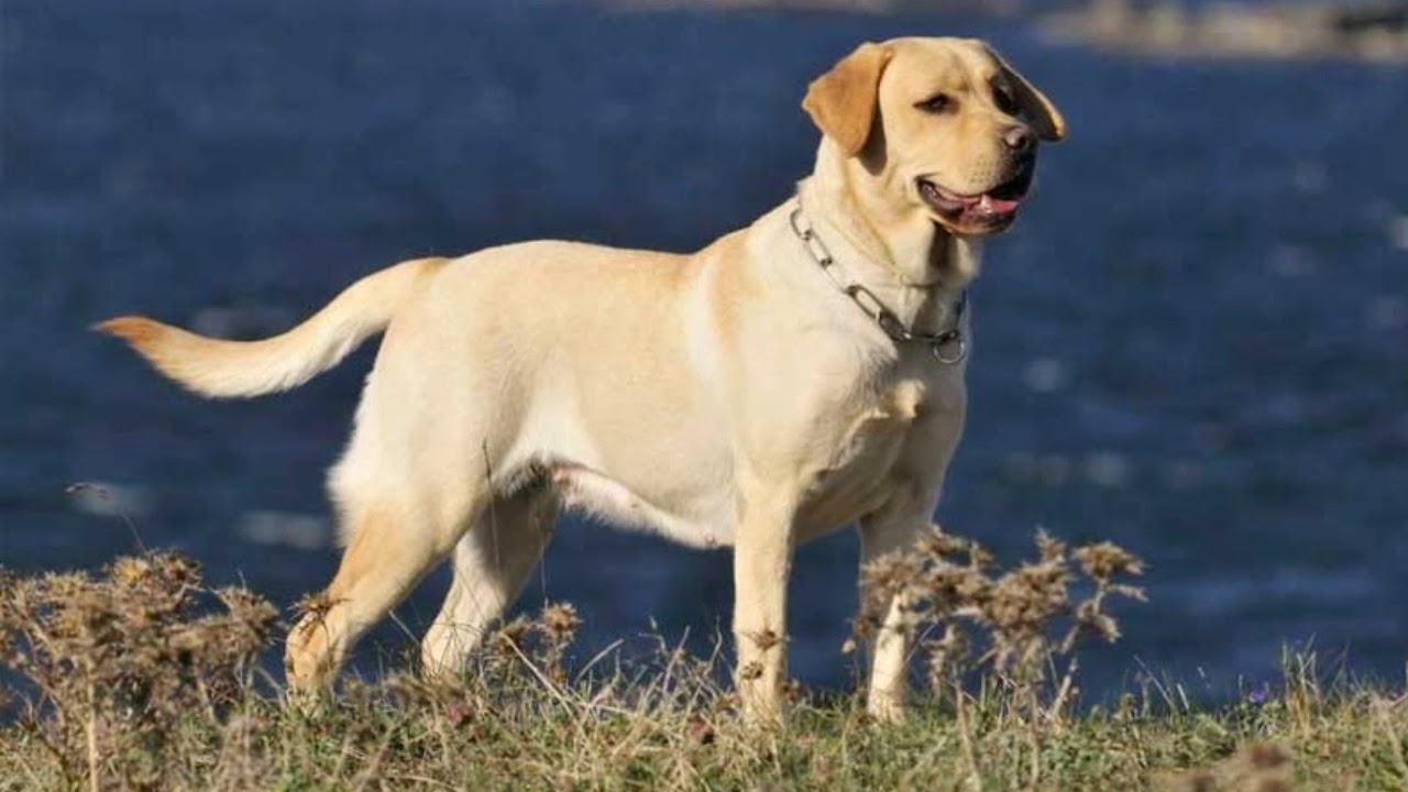 full blooded yellow lab