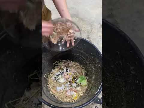 Video: Deșeurile de curte ca compost: pot composta deșeurile verzi