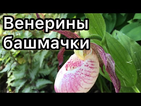 Венерины башмачки (садовые орхидеи)