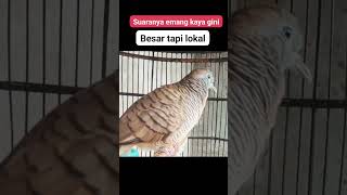 Download Lagu Sang master burung perkutut juara perkutut lokal3922 MP3 Download Lagu Sang master burung perkutut juara perkutut lokal3922 MP3