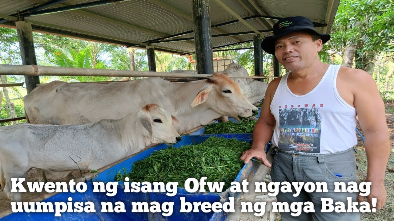 Kwento ng isang dating OFW na ngaun full time cattle breeder na!