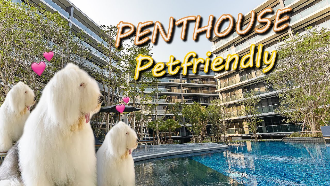 View of Penthouse Virtual Tour EP.10 - Pet Friendly Penthouse at Onnut | Park ...