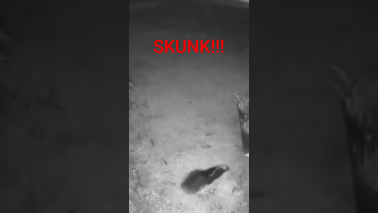 🤢WE HAVE A SKUNK IN OUR YARD!! 