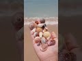 can't stop watching this beauties😍👌🏻 #sea #seashell