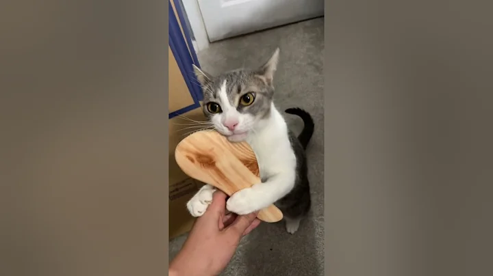 Video 11782531: cat living, funny cat, catlover