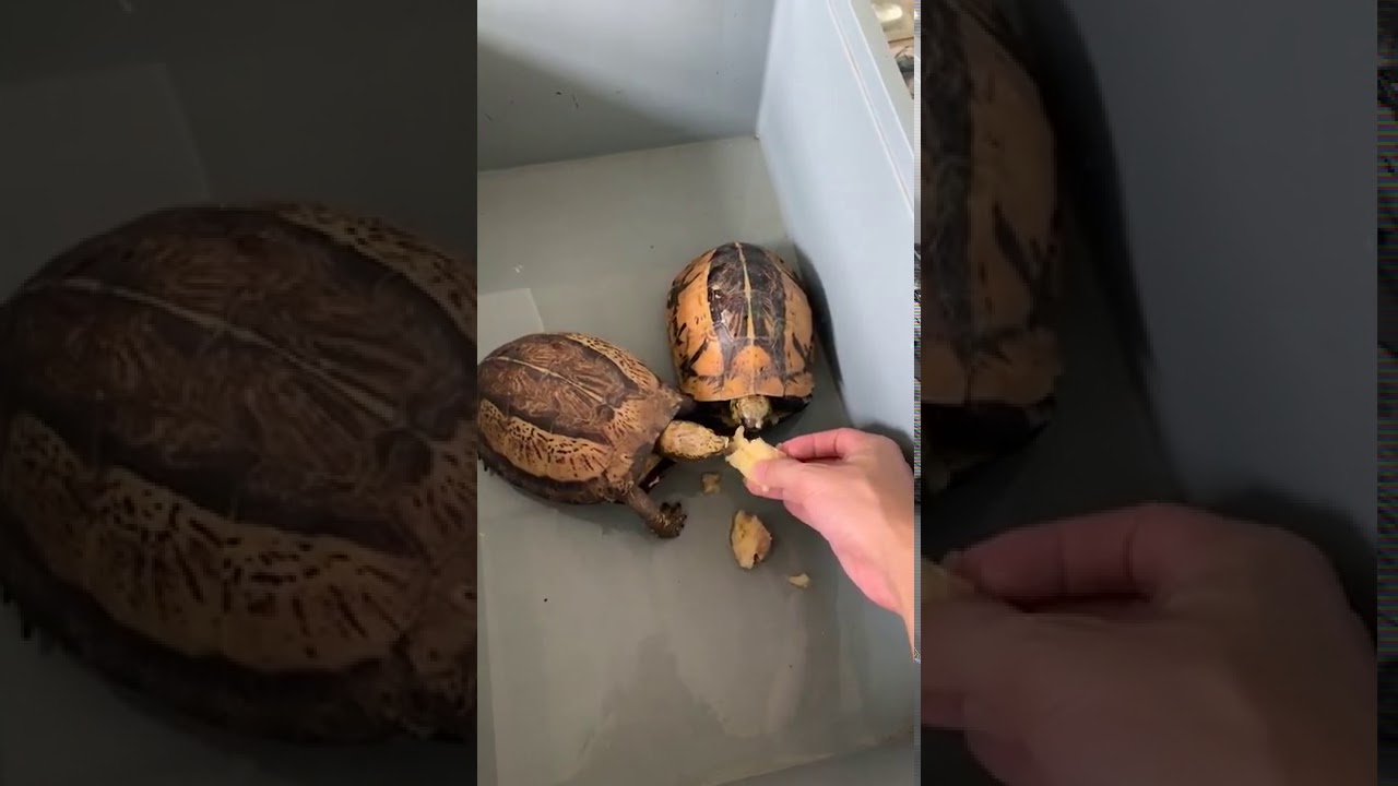 Indochinese Box Turtle—Cuora galbinifrons