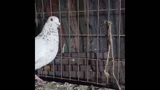 Fulsara kalsara Pure madrsi for sale ❤️ #shorts