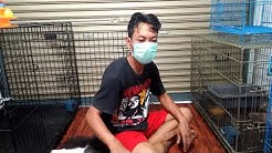 Bisnis Budidaya Kucing Di Rumah Hasil Jutaan - Durasi: 9.18. 