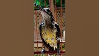 MASTERAN PIJANTUNG PISANG GACOR DOR #shorts #shortvideo #shortsfeed