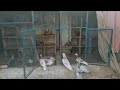 Safeer khan ke beautiful pigeon ands 