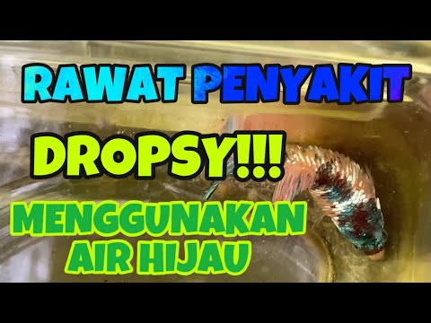 Video: Dropsy - Simptom Dan Rawatan Penyakit Demam