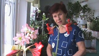 Как и когда САЖАТЬ ЦВЕТЫ АМАРИЛЛИС, посадка луковиц / plant flowers amaryllis Как и когда САЖАТЬ ЦВЕТЫ АМАРИЛЛИС, посадка луковиц / plant flowers amaryllis