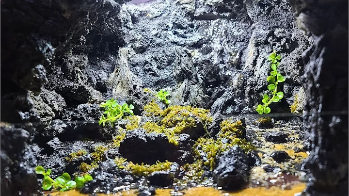 DIY Waterfall Aquarium Rain Cave Aquarium