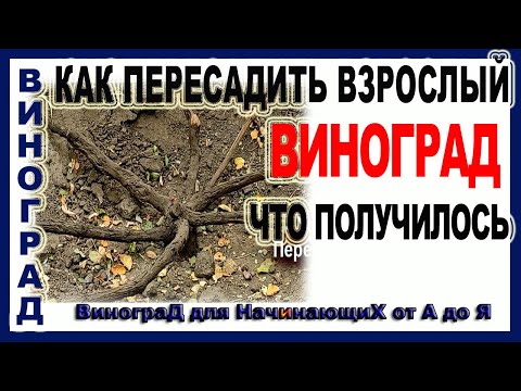 🍇 Как пересадить взрослый куст винограда!