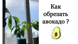 Как и зачем обрезать дерево авокадо ? / Что будет с авокадо после обрезки? / luchek_