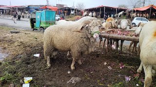 Turkey Dumbe Qurbani 2022 Lahore Bakra Mandi Shahpur Kanjra Sawati Manda