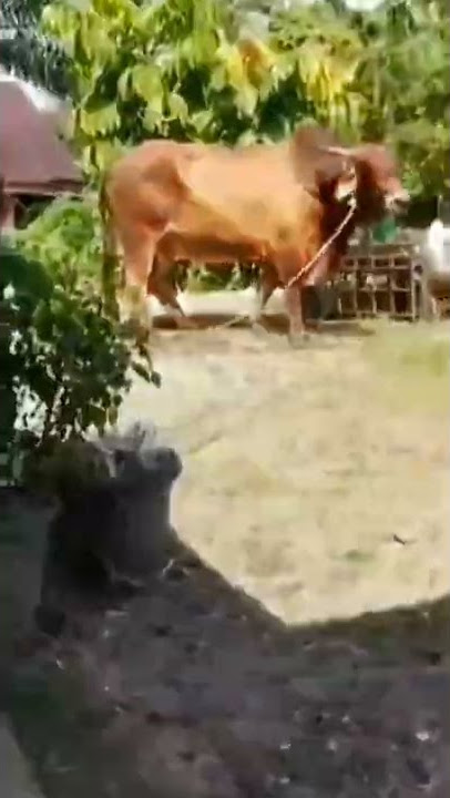 Sapi purba #shorts #viral #sapi #kurban #lucu #trending #storywa