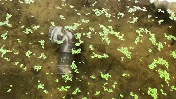 Nuôi cá bống dừa sinh sản, để phát triển thương hiệu trong thời gian tới