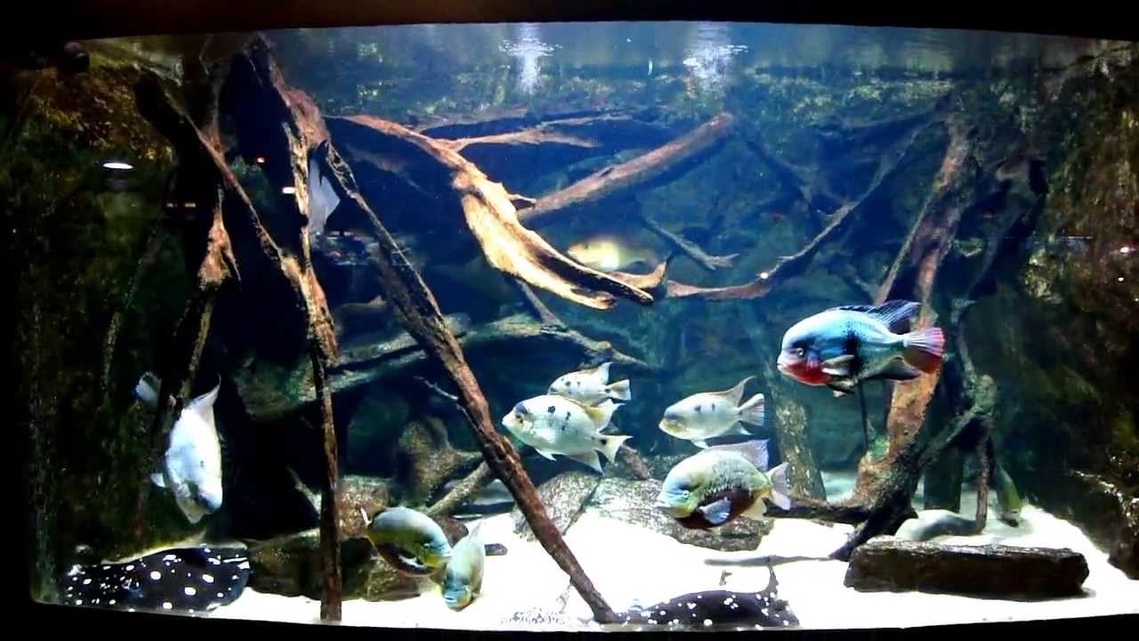 大型魚混泳水槽 American Cichlids 美洲慈鯛 Youtube
