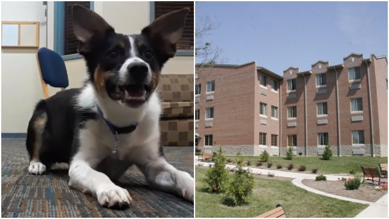 When Neighbors Complained About This Barking Dog, His Owners Taught Him An Astonishing New Trick