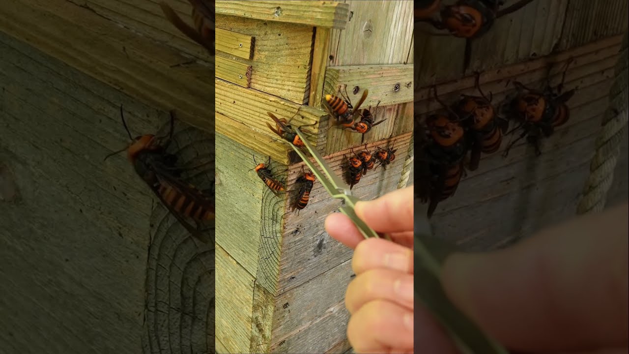 Gently Removing Giant Hornets Saving Japanese Honeybees