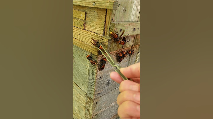 Gently Removing Giant Hornets: Saving Japanese Honeybees
