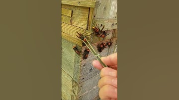 Gently Removing Giant Hornets: Saving Japanese Honeybees