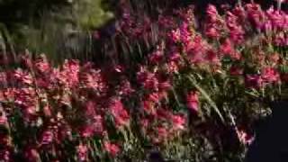 Eastern Sierra Hiking Trails | Mono County, CA
