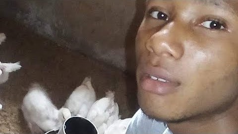 How I Started a Poultry Farm With Little Money and no Experience | My Success Story