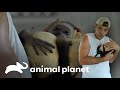 Resgates de animais bebês adoráveis | Wild Frank | Animal Planet Brasil