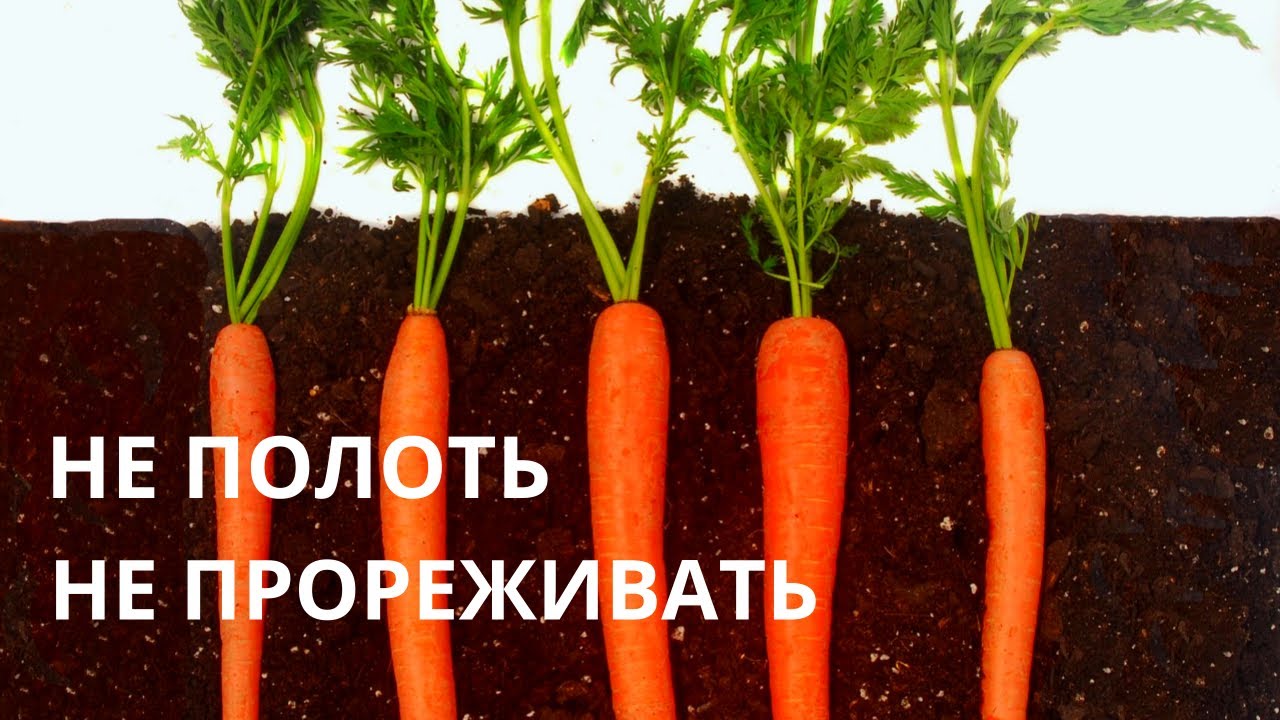 Масса выращенной моркови в 3 раза. Дом морковь. Как выращивают мини морковь. Вырастить морковь как дважды два. Морковь в мешках выращивание.