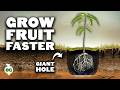 Grow Fruit Trees FASTER With The 