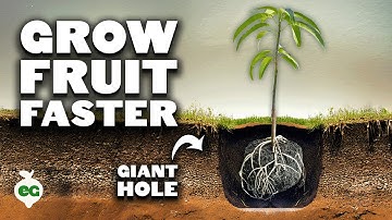 Grow Fruit Trees FASTER With The "Multi-Year Hole" 🌳