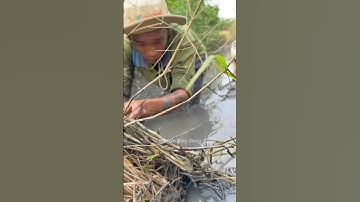 Cá lóc nướng rơm #chieudongque #shots