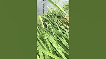 Câu cá lốc bằng vịt ,đơn giản ,dính cá khủng