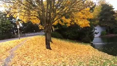 Leaves