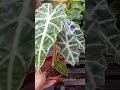 New Plant Shopping 🛍️ | Tropical Plants 😍 🌿 #gardenplants #shorts
